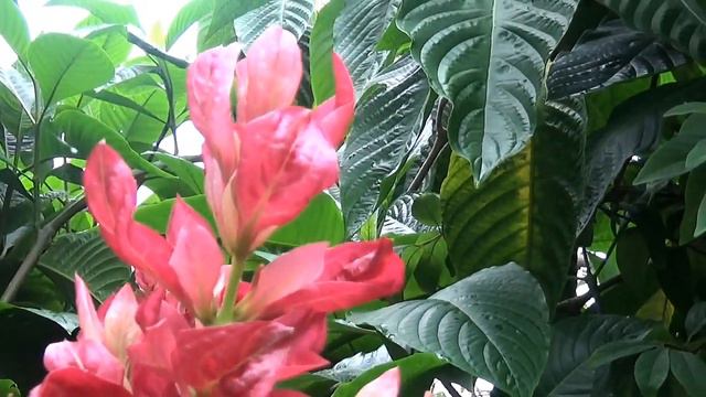 НЕ ВЫШИВАЛЬНОЕ/Лето Прошло/ЯРКИХ КРАСОК ДЛЯ ВДОХНОВЕНИЯ/ПАНАМА смотреть онлайн