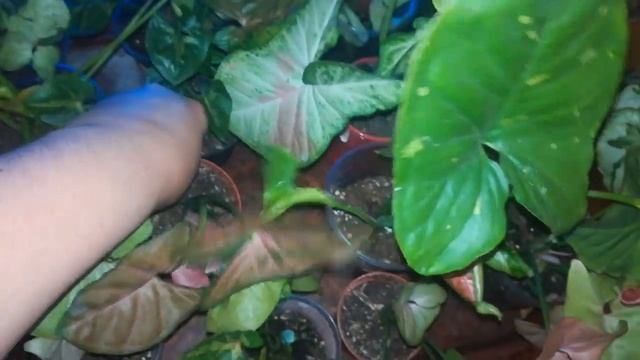 Сингониумы которые я продаю ?? смотреть онлайн