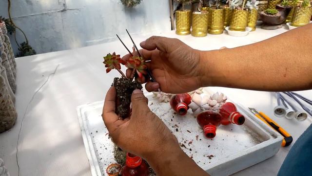 다육이 14종 합식 안하고 하나의 화분에 심는법 ; succulents ; suculentas ; 多肉植物 смотреть онлайн