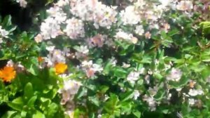 климатисы растут не обычно (  climatise grow not usually )