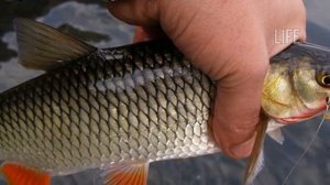 Как ловить голавля в ноябре? На что ловить голавля в ноябре?