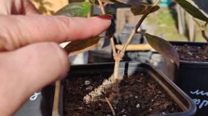 21.10.2023.Нужна ли обрезка молодым черенкам метельчатой гортензии осенью.?