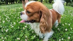 Армани, Паскаль и морковка!