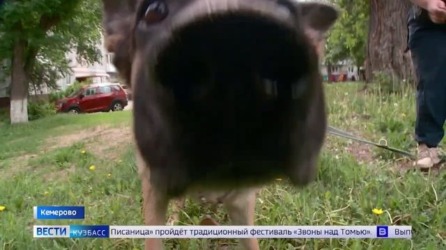 Ведут нападение. Собачий депутат. Наказал бомжей за собак. Прогулки с собакой в кемеровском Бору.