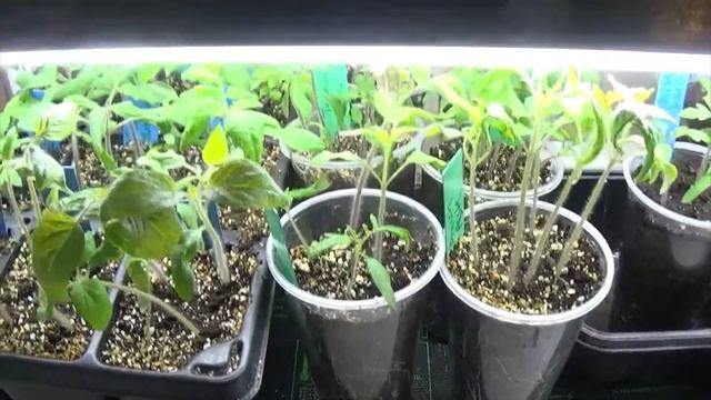 Well Apparently I can't Grow Tomatoes and Grow Room Update смотреть онлайн