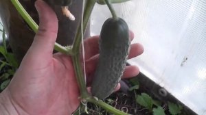 ОБРЕЗКА ПАСЫНКОВ и ГОРЯЧАЯ МУЛЬЧА для обильного урожая