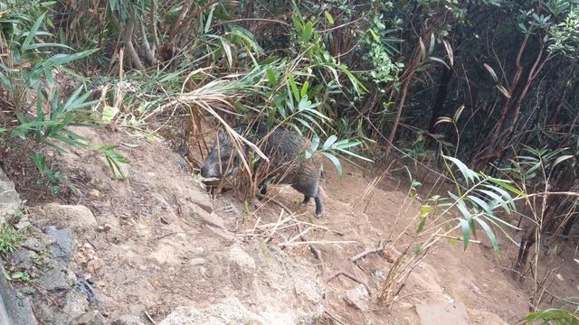 Дикие кабаны в Гонконге смотреть онлайн