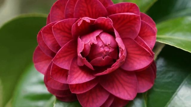 Неземная музыка Сергей Грищук уносит вдаль к мечтам! Эту музыку можно слушать вечно.Красиво для душ смотреть онлайн