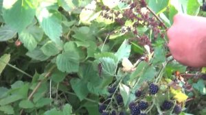 Ежевика сорт Агавам / Сорта ежевики