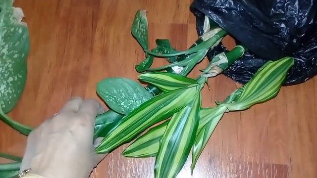 ?Мои новые комнатные цветы.?Май 2019.?Спатифиллум,декабрист,диффенбахия,фикус,кротон,драцена.?