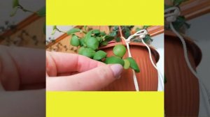 Hoya heuschkeliana yellow flowers, Хойя хеусклиана еллоу