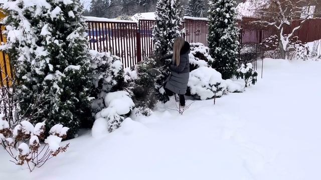 ТУЯ стала РОМАШКОЙ ?от РАЗЛОМА СНЕГОМ ? УХОД зимой ЗА ХВОЙНЫМ САДОМ смотреть онлайн