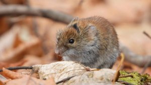 Лесные полёвки (лат. Myodes, или лат. Clethrionomys), Пенза, Арбековский лес, Октябрь 2019