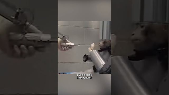 Кибермакака управляет киберрукой #технологии #изобретения #новыетехнологии #интересно #интересное смотреть онлайн