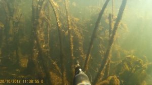 Подводная охота река Воронеж#воронеж#река#подводныймир#рыбалка#