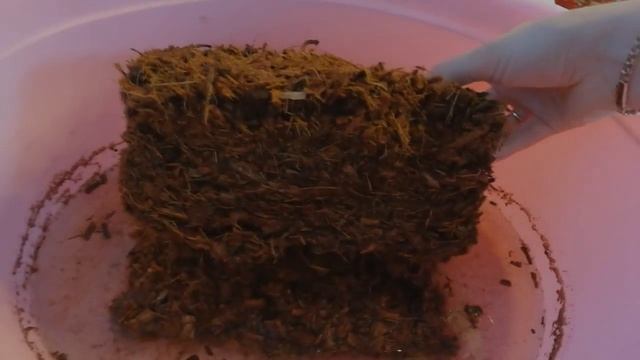 Кокосовый субстрат в брикетах. Как размочить и использовать. смотреть онлайн