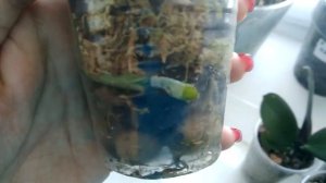 Орхидеи в размере 1,7 спустя пять недель после получения посылки. Адаптировались, растут!