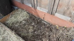 Как сажать картошку Выращивание картофеля. Осенью Вермизакваска Триходерма