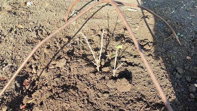 Подготовка крыжовника к зиме. Омск, 06.10.2023г. смотреть онлайн