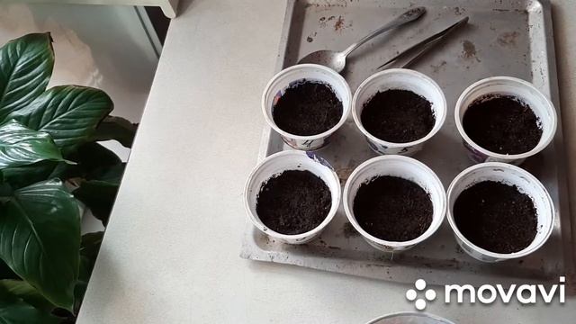 ПОМИДОРЫ НА ПОДОКОННИКЕ: Непасынкующиеся томаты | РАССАДА ТОМАТОВ | Моя дача в Хабаровске смотреть онлайн