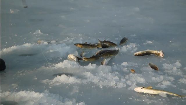 Подледная рыбалка на навагу (о.Русский) смотреть онлайн