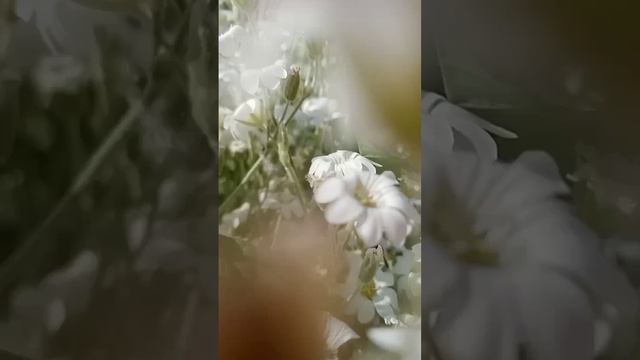 Релакс видео