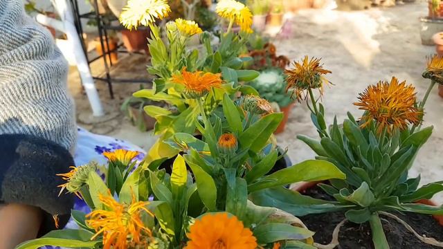 430.Poore season bhar Calendula pr phool kaise payen. смотреть онлайн