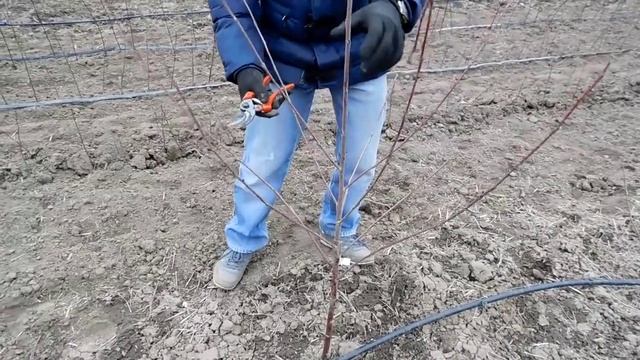 ОБРЕЗКА САЖЕНЦЕВ ПОСЛЕ ПОСАДКИ. 1. ВИШНЯ.  Cherry Crop