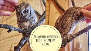 Чешем сову сплюшку. Хорошо, что сыч Лучик не видит. Кошка Морошка не может выбрать: пень или тыква?