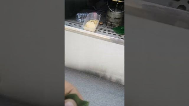 Как растёт лавровые листья в Италии! смотреть онлайн