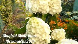 18сентября2019 Метельчатая Гортензия Magical Mont Blanc