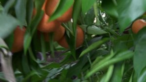 C. Clementine  "AMOA 8"   Клементин  "AMOA 8"