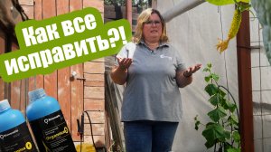 ПОЧЕМУ завязи огурцов не растут и желтеют?!  Спасаем урожай!