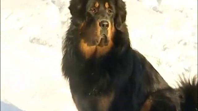 Питомник Тибетских мастифов «Наследие Тибета»