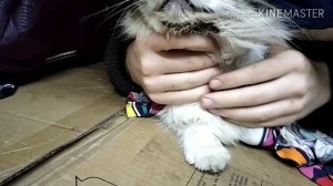 Как правильно лечить уши коту,если он не спокойный. Безопасный метод..для всех.?
