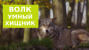 Волк - умный хищник