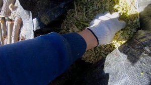 Измельчитель веток Mac Allister в работе.