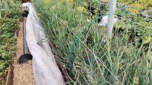 Пероноспороз лука. Причины появления, профилактика, лечение. Обзор моих посадок лука