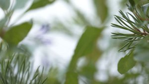 Природа острова Кильпола - Карелия - Ладога - арТзаЛ