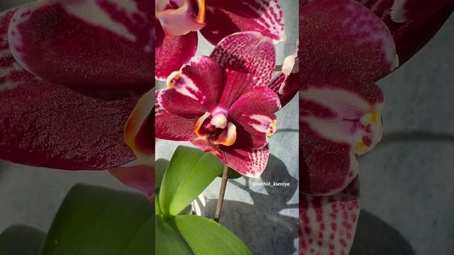 Phal. Dream Diamond ? (Голландия) | Второе цветение орхидеи бабулетки Дрим Даймонд! ?