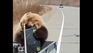 Медведь украл еду у охотников