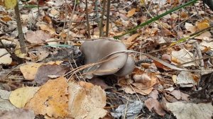 Дикорастущая вешенка в осеннем лесу (Pleurotus ostreatus )