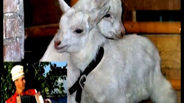 НИКОЛАЙ  МАЯКSЕМ  ( АНДРЕЕВ)ЧОВАШ ТАШШИ
