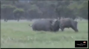 15 захватывающих схваток диких животных. Дикие звери охотятся в природе