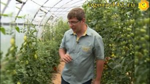 Описание и характеристика сортов томатов Ниагара, Каскад