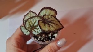 Бегонии Екатеринбург