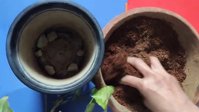 16- SYNGONIUM podophyllum  Arrow Head  क Repotting