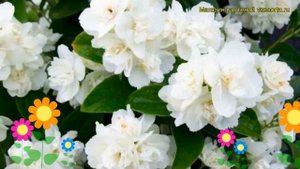 Чубушник гибридный Снежная Буря. Краткий обзор, описание philadelphus hybridа Snezhnaia Buria
