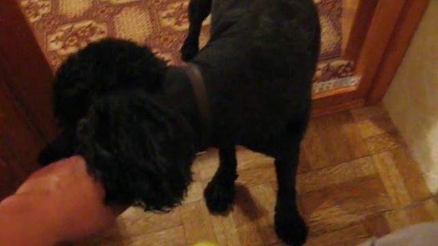 Играю мячиком с собакой (Пудель) Playing with the dog (Poodle) смотреть онлайн