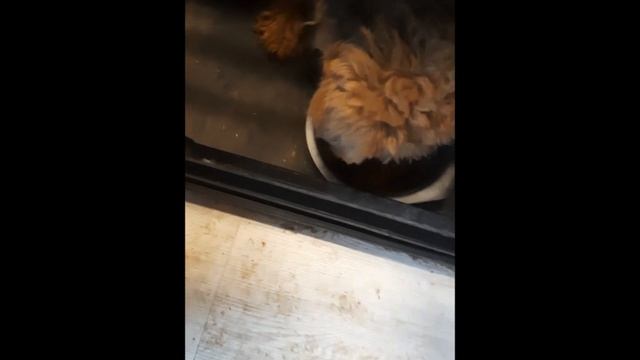 КормлениеСобак Родными XI 2023 смотреть онлайн